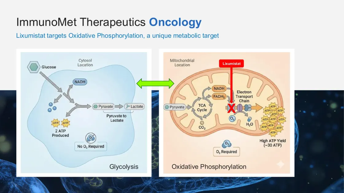 An ImmunoMet Therapeutics slide illustrating the cell-metabolism flow: glycolysis and the oxidative phosphorylation pathway with the TCA cycle, designed by The Unspoken Pitch